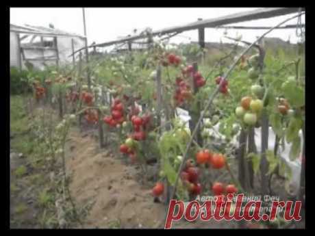 Спасаем от фитофторы помидоры с огурцами... - Страна Мам