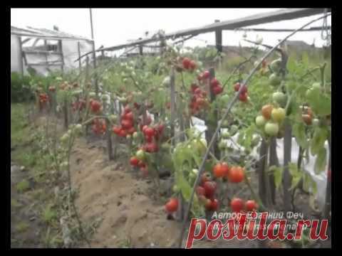 Спасаем от фитофторы помидоры с огурцами... - Страна Мам