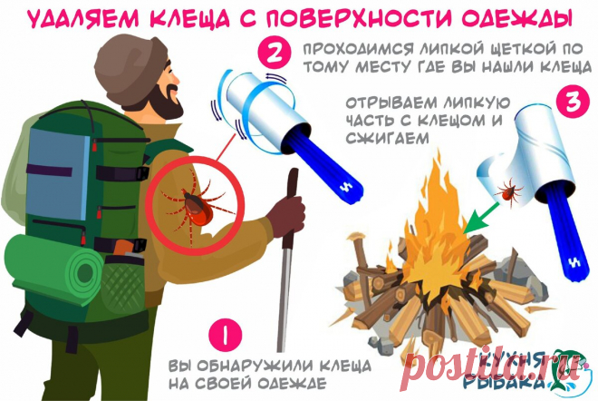 Рекомендация по извлечению весеннего клеща | Кухня рыбака | Яндекс Дзен
