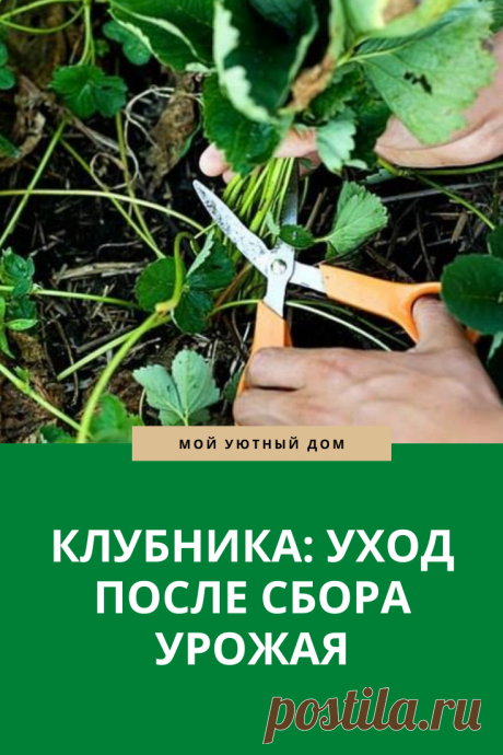 Советы как ухаживать за клубникой после сбора урожая