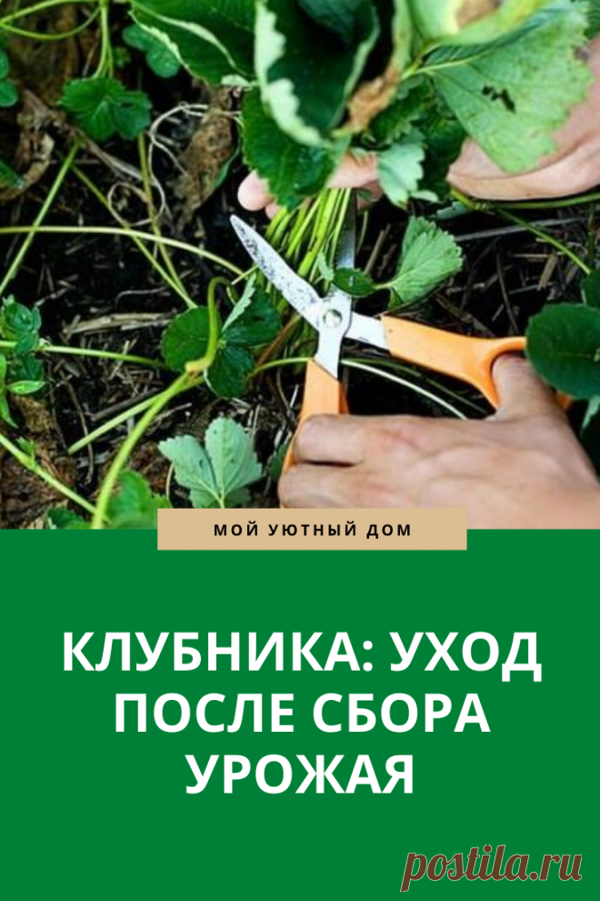Советы как ухаживать за клубникой после сбора урожая