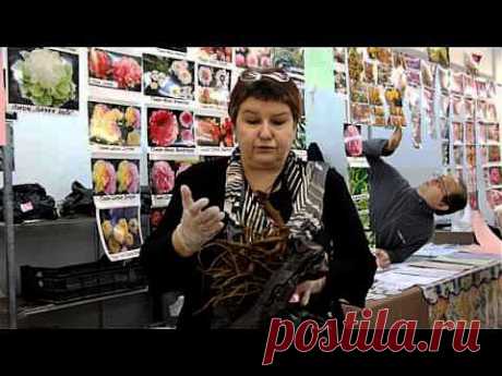 Как сохранить посадочный материал.