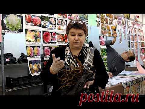 Как сохранить посадочный материал.