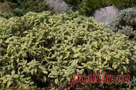 Пестролистные травы, овощи, злаки для креативных дач / пестролистные / 7dach.ru