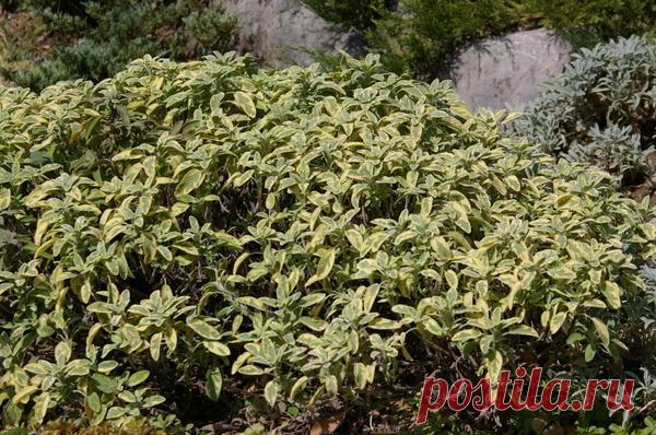 Пестролистные травы, овощи, злаки для креативных дач / пестролистные / 7dach.ru