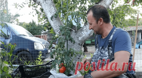 Как скрестить картофель и томат и получить двойной урожай на одном кусте / Домоседы