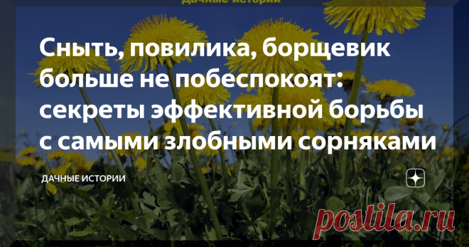 Сныть, повилика, борщевик больше не побеспокоят: секреты эффективной борьбы с самыми злобными сорняками Статья автора «Дачные истории» в Дзене ✍: Добрый день, дорогие друзья, садоводы и огородники! Приветствую вас в нашем сообществе 
