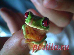 РАЗМЕРОМ С НОГОТОК.