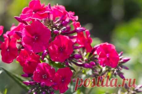 Флоксы - Садоводка