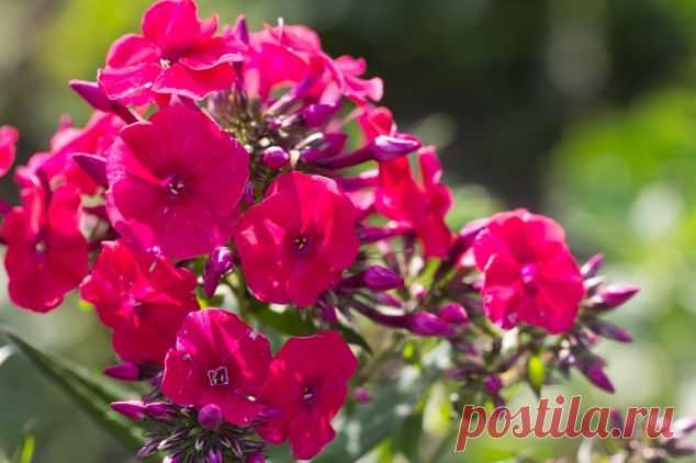 Флоксы - Садоводка