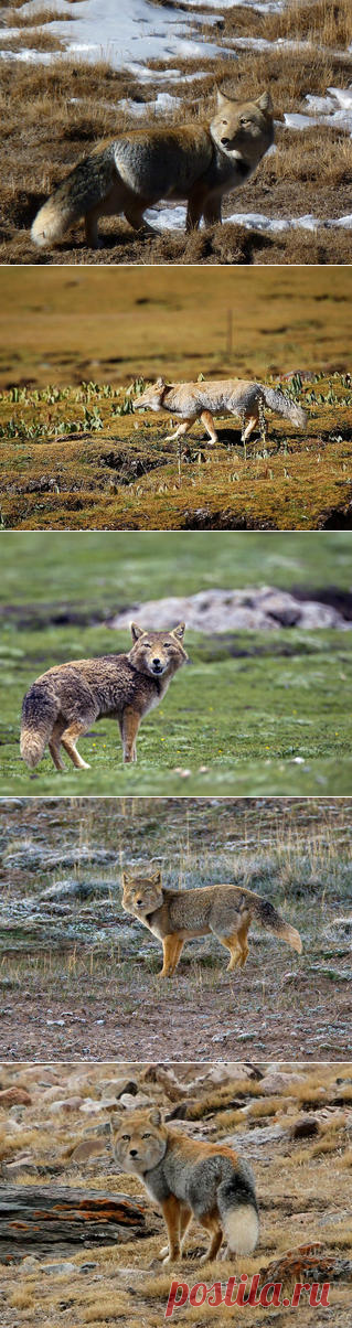 Смотреть изображения тибетских лисиц | Зооляндия