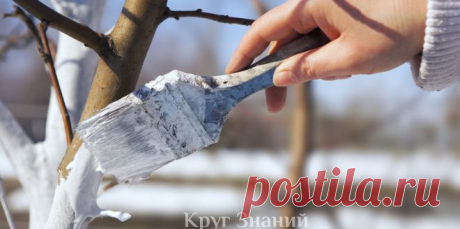 Зачем и как правильно белить деревья - Круг знаний