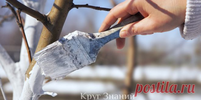 Зачем и как правильно белить деревья - Круг знаний