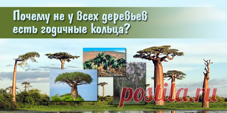 Почему не у всех деревьев есть годичные кольца | | Для тех, кто любит работать с деревом