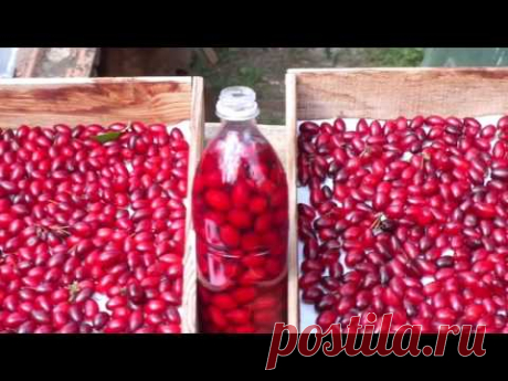 Соленый кизил - и закуска, и лекарство от геморроя.