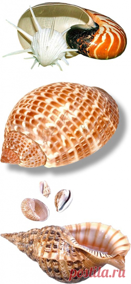 Морская тематика - картинки для творчества - клипарт на прозрачном фоне Seashells PNG