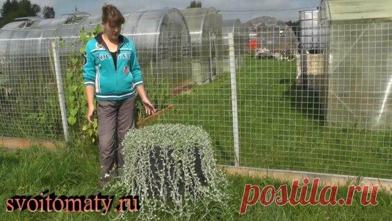 «Серебристый водопад» в Вашем саду. Дихондра - выращивание из семян - Яндекс.Видео