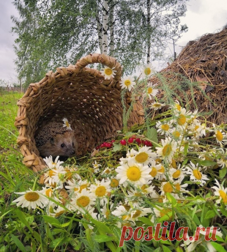 КАКОЙ СЕГОДНЯ ПРАЗДНИК? 19 Июля 2019 г. – Пятница • День пирожков с малиновым вареньем • Праздник клюканий • День Москвы-реки • Собор Радонежских святых • Фестиваль рок-музыки «Нашествие» • День памяти преподобного Сисоя Великого День революции (День свободы) - Никарагуа • День коктейля «Дайкири» (National Daiquiri Day) - США • День женщин-министров - Япония • День мучеников - Мьянма • Национальный фестиваль «Кадырга» (Kadirga Festival) - Турция • Гентский фестиваль (Gentse Feesten) - Бельгия…