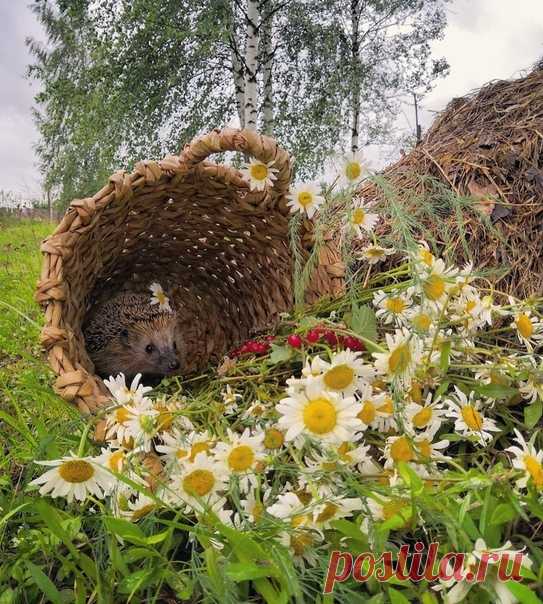 КАКОЙ СЕГОДНЯ ПРАЗДНИК? 19 Июля 2019 г. – Пятница • День пирожков с малиновым вареньем • Праздник клюканий • День Москвы-реки • Собор Радонежских святых • Фестиваль рок-музыки «Нашествие» • День памяти преподобного Сисоя Великого День революции (День свободы) - Никарагуа • День коктейля «Дайкири» (National Daiquiri Day) - США • День женщин-министров - Япония • День мучеников - Мьянма • Национальный фестиваль «Кадырга» (Kadirga Festival) - Турция • Гентский фестиваль (Gentse Feesten) - Бельгия…