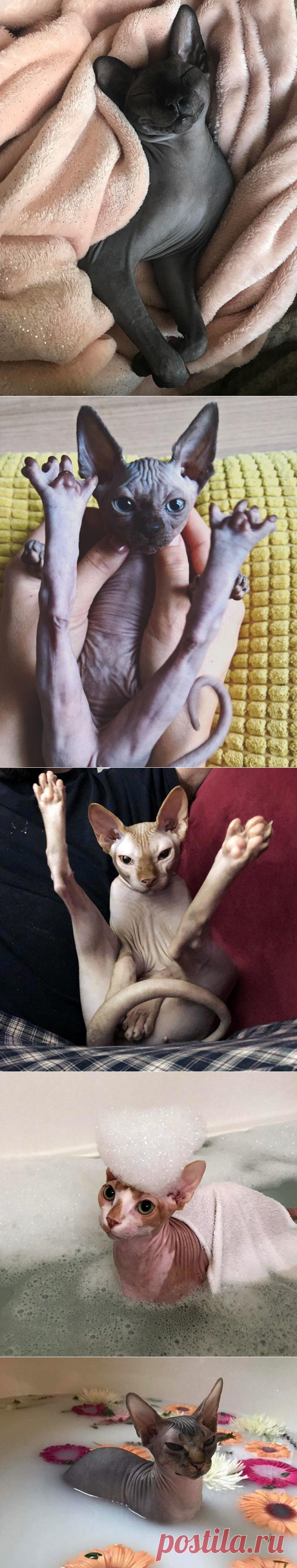 20 фотографий котов-сфинксов, доказывающих, что им не нужна шерсть, чтобы всех очаровать