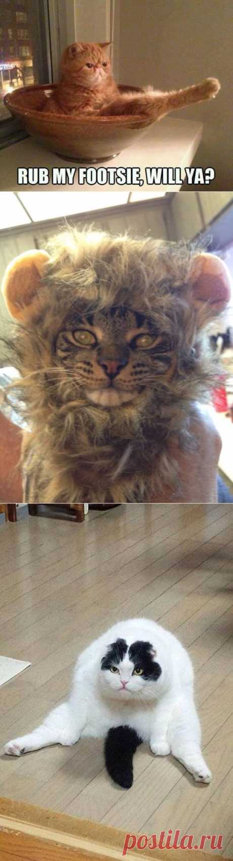 30 very funny cats! | Shining world