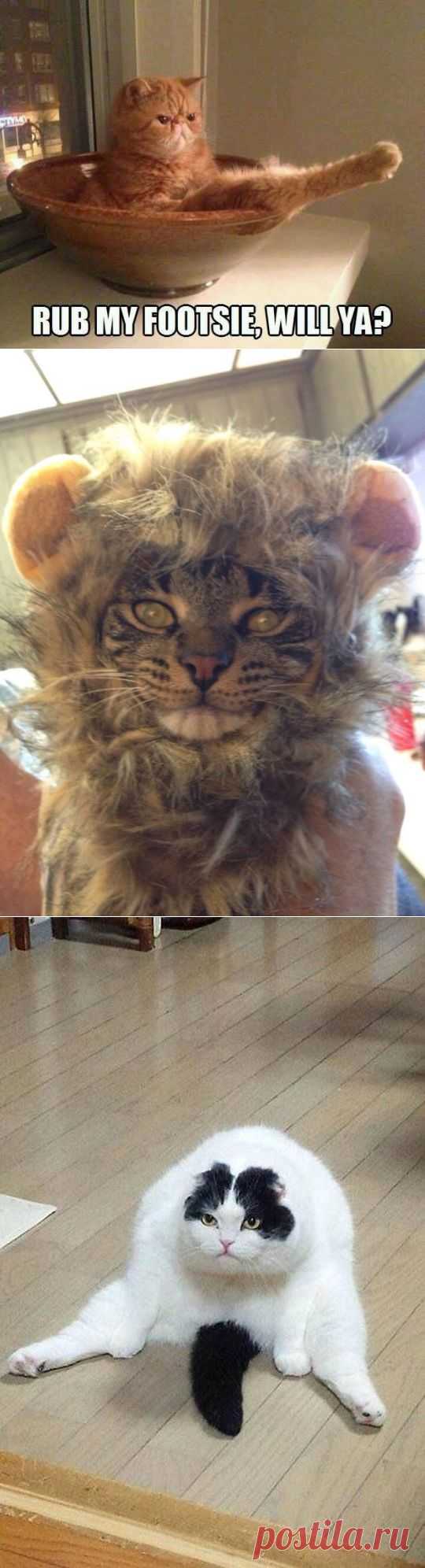 30 very funny cats! | Shining world