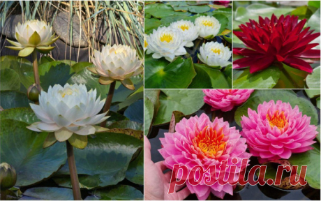 8 самых красивых отечественных нимфей | Водные растения (Огород.ru)
