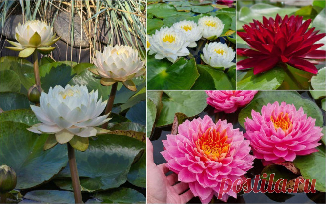 8 самых красивых отечественных нимфей | Водные растения (Огород.ru)