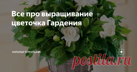 Все про выращивание цветочка Гардения Гардения Гардения (Gardenia) является не очень большим растением, которое относится к семейству Мареновые (Rubiaceae). Дикорастущую гардению можно встретить в японских, индийских и китайских лесах. Насчитывается больше чем 250 видов растений, которые относятся к данному роду. Большую часть из них составляют вечнозеленые кустарники, а так же не очень большие деревья. Что собой представляет гардения В домашних же условиях выращивают лишь...