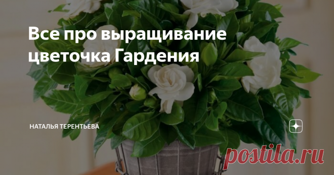 Все про выращивание цветочка Гардения Гардения Гардения (Gardenia) является не очень большим растением, которое относится к семейству Мареновые (Rubiaceae). Дикорастущую гардению можно встретить в японских, индийских и китайских лесах. Насчитывается больше чем 250 видов растений, которые относятся к данному роду. Большую часть из них составляют вечнозеленые кустарники, а так же не очень большие деревья. Что собой представляет гардения В домашних же условиях выращивают лишь...