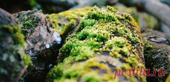 Чем я опрыскиваю стволы яблонь и груш, чтобы не было мха | Блог Палыча | Яндекс Дзен