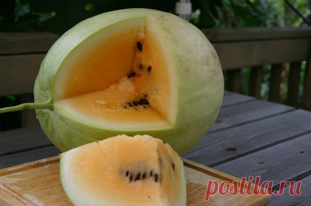 Чем желтый арбуз отличается от красного? | ВОПРОС-ОТВЕТ | АиФ Брянск