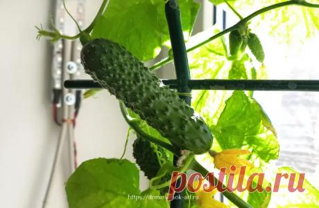 Как вырастить огурцы на подоконнике для начинающих - Домовёнок-Арт