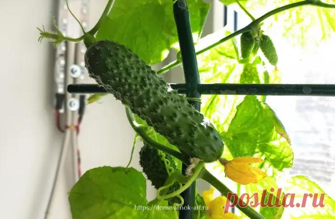 Как вырастить огурцы на подоконнике для начинающих - Домовёнок-Арт
