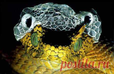 Female Usambara eyelash viper (Atheris ceratophorus), sheds its skin off. Eastern Usambara Mountains, Tanzania.