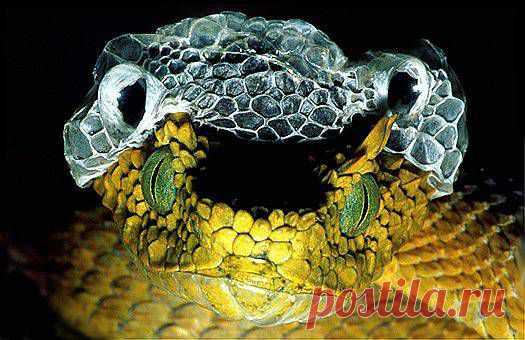 Female Usambara eyelash viper (Atheris ceratophorus), sheds its skin off. Eastern Usambara Mountains, Tanzania.
