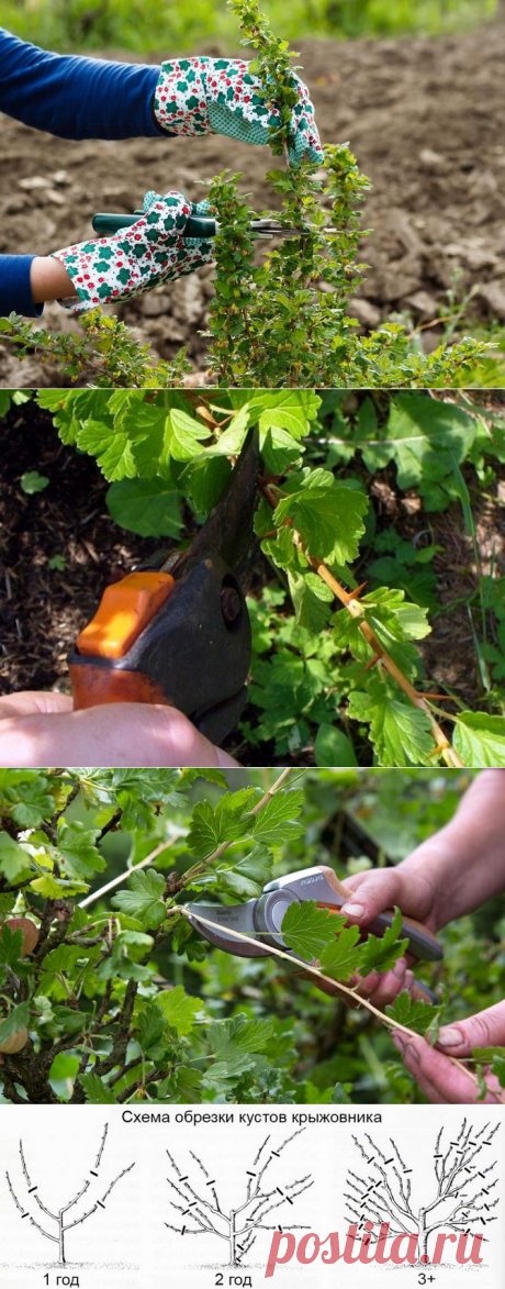 Обрезка крыжовника: как правильно формировать куст