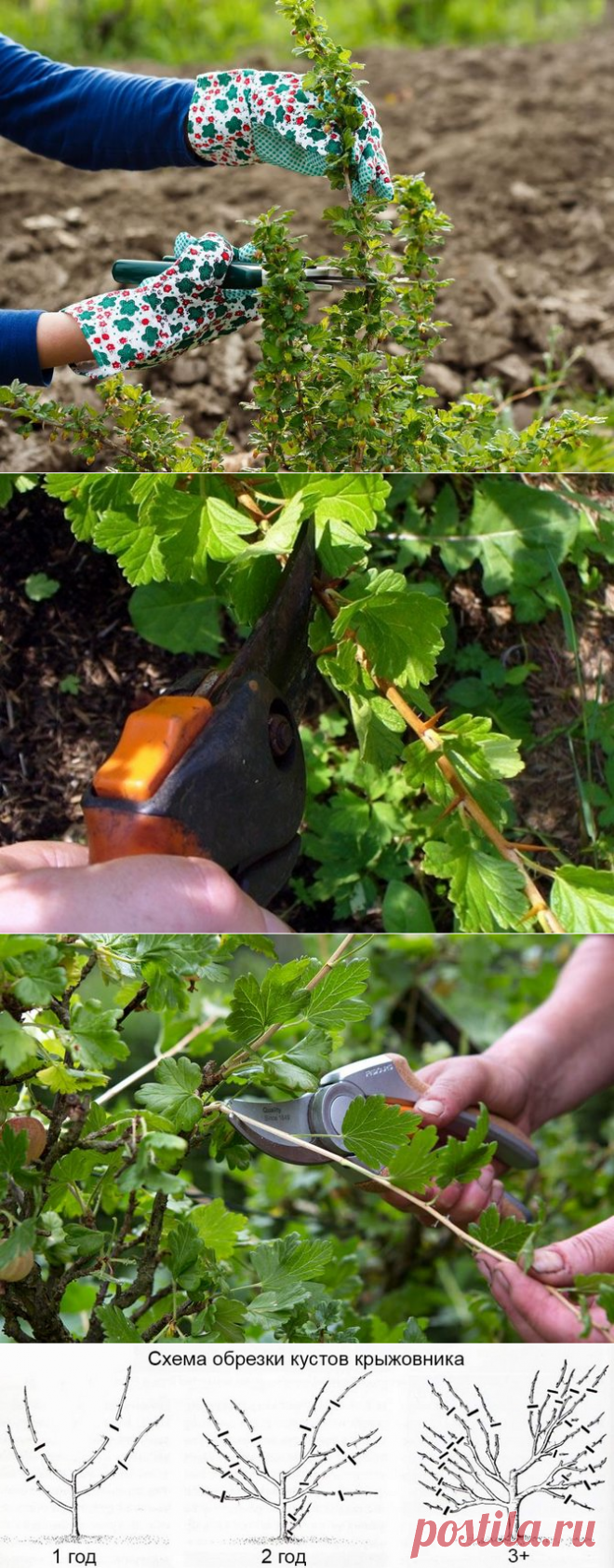 Обрезка крыжовника: как правильно формировать куст