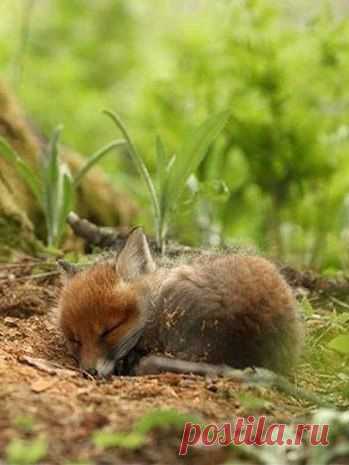 маленький спит