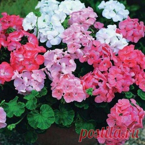 Подкормка для комнатных растений удобрениями из привычных продуктов