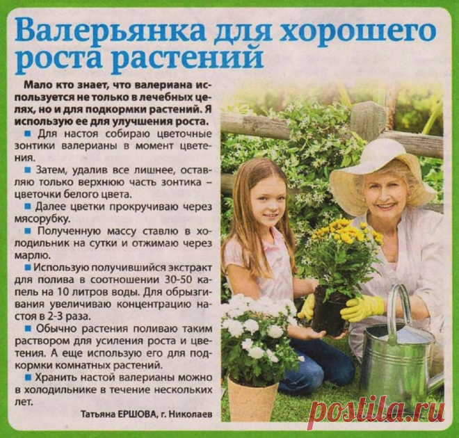 Валерьянка для хорошего роста растений