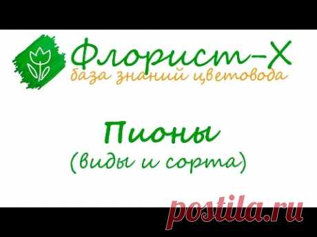 Виды и сорта пионов, болезни и вредители пионов - YouTube