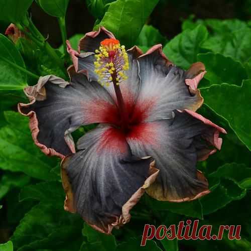 Linda L hibiscus