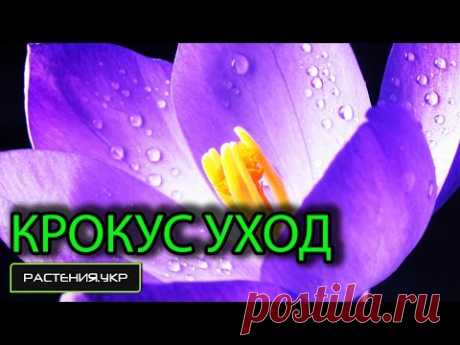 Что делать с крокусами после цветения ? крокусы уход и выращивание