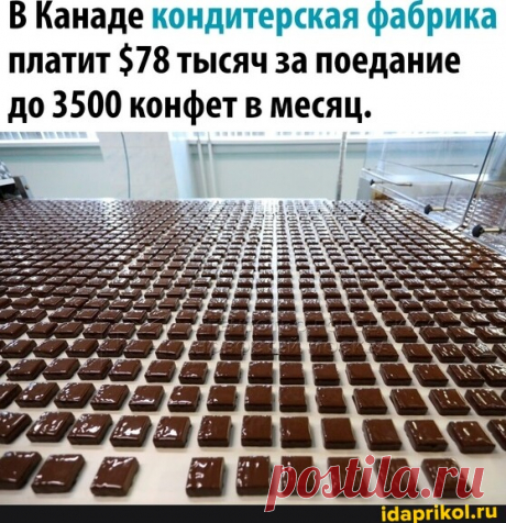 В Канаде кондитерская фабрика платит $78 тысяч за поедание до 3500 конфет в месяц. - АйДаПрикол