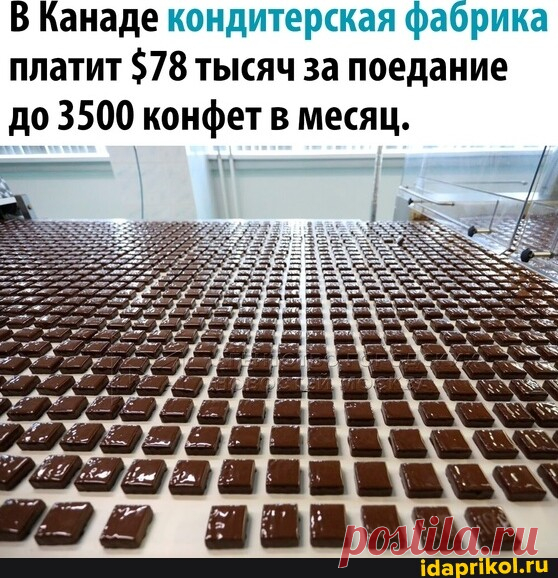 В Канаде кондитерская фабрика платит $78 тысяч за поедание до 3500 конфет в месяц. - АйДаПрикол