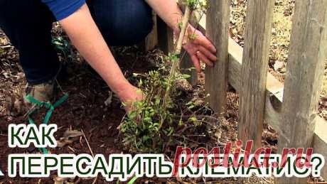 ПЕРЕСАДКА КЛЕМАТИСА  

Клематис — лиана или кустарник с тонкими побегами. На одном месте он живёт до 25 лет. Как и любое многолетнее растение, он нуждается в периодической пересадке.