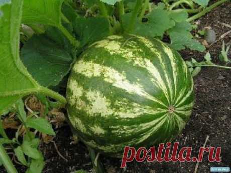 ТОНКОСТИ И ХИТРОСТИ ВЫРАЩИВАНИЯ АРБУЗА
Спрашиваете как вырастить сладкий спелый крупный арбуз в наших условиях? Нет ничего проще! 
Это можно сделать даже без теплиц и навоза, которые сегодня недешево стоят. Многие просто не верят в то, что на своих дачах могут вырастить арбузы весом в 8-10 килограмм, а то и больше. Как показывает опыт, для этого необходимо знать некоторые тонкости и хитрости. Как вырастить арбуз.
🍉Начать нужно с выбора сорта или гибрида
Гибриды имеют явные преимущества. Они