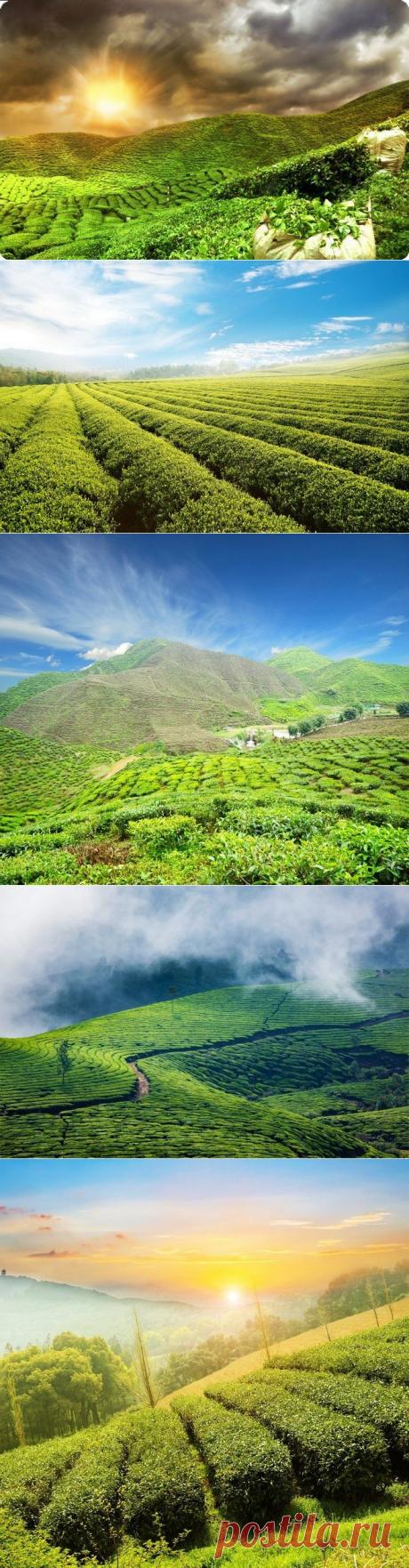 Отдых в Шри-Ланке