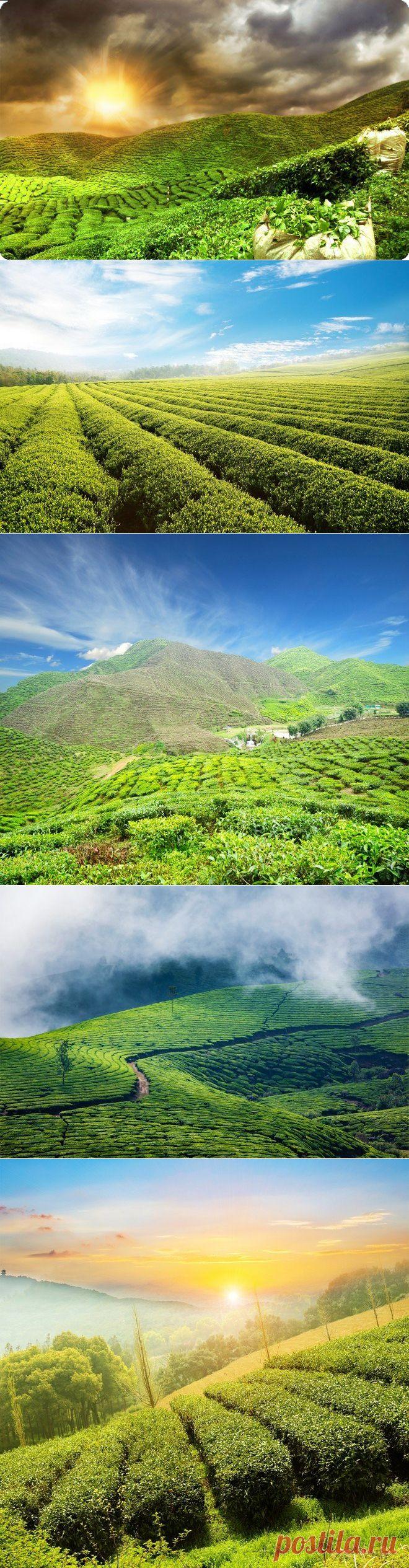 Отдых в Шри-Ланке